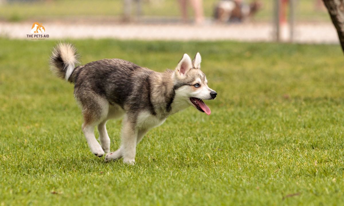 10 Dogs That Resemble Huskies - (Smaller, Bigger, & That Don't Shed) 4 Siberian Husky Mixes